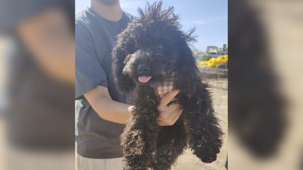 perrita duna el olivar
