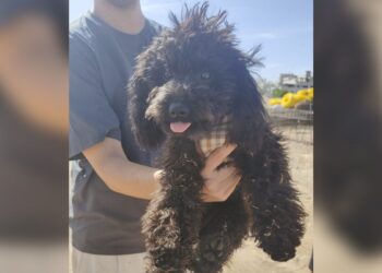 La colaboración vecinal logra encontrar a una perrita de cuatro meses perdida en las obras de Las Sedas
