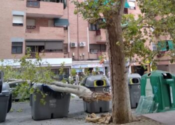 Una rama de grandes dimensiones se desploma en la calle Corinto y deja dos personas atendidas por los servicios sanitarios