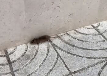 Una rata en pleno casco histórico reaviva las críticas vecinales sobre la limpieza en Alcalá