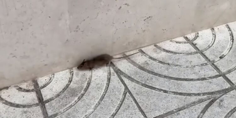 Una rata en pleno casco histórico reaviva las críticas vecinales sobre la limpieza en Alcalá 1 rata casco historico