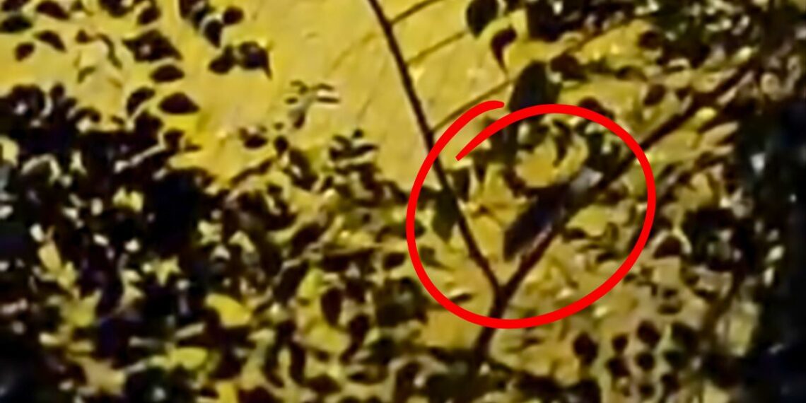 Rata sobre una rama en el Parque Campo del Ángel
