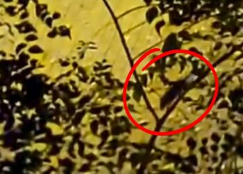 La plaga de ratas en el Campo del Ángel se agrava y los vecinos exigen soluciones inmediatas