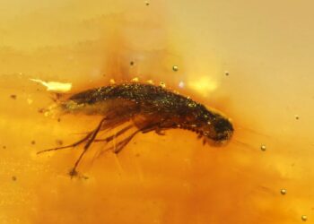 Científicos descubren en Ecuador el primer ámbar mesozoico con insectos de Sudamérica, datado en 112 millones de años