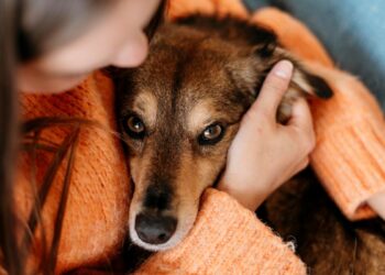 Alcalá se suma al XX Salón para la Adopción de Animales de Compañía, que vuelve este fin de semana a Madrid Río