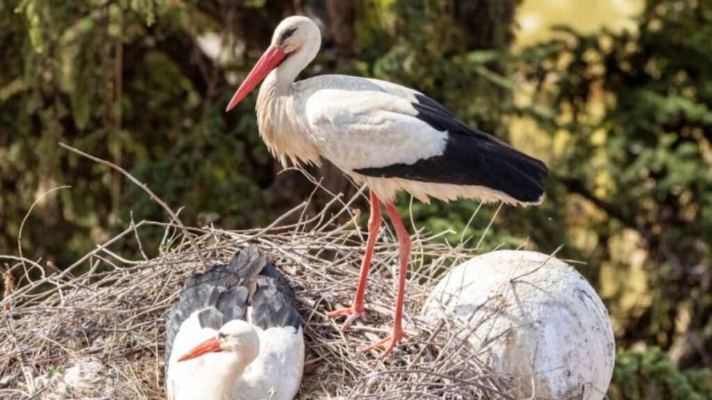 nido ciguenas alcala
