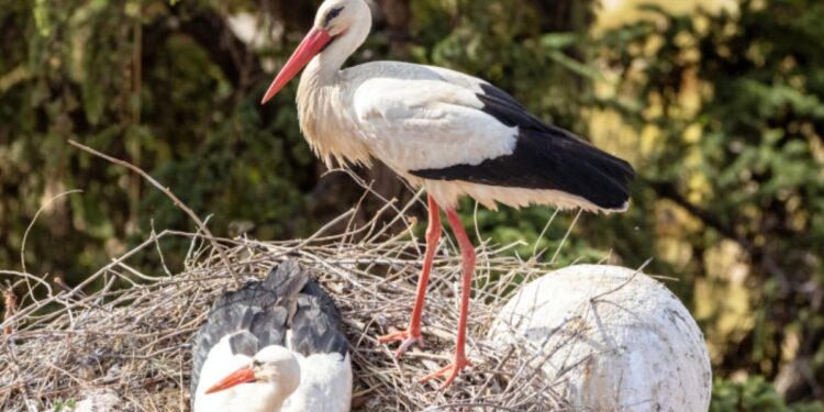 Pareja de cigüeñas perteneciente a la población de la especie en Alcalá de Henares / Imagen: GREFA
