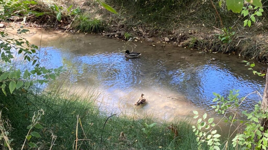 patos arroyo camarmilla
