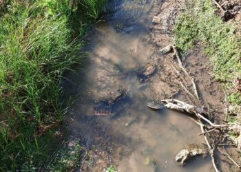 Vecinos de Espartales denuncian que el arroyo Camarmilla sigue sucio pese al plan de limpieza municipal