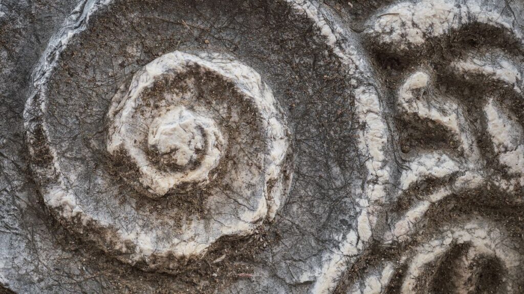 ammonite
