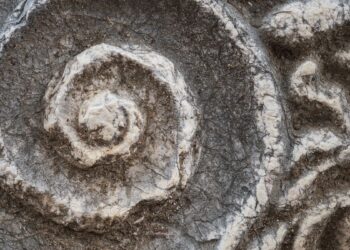 El Museo Arqueológico de Alcalá acoge tres conferencias para explorar el origen de la vida en la Semana de la Ciencia 5 El Museo Arqueológico de Alcalá acoge tres conferencias para explorar el origen de la vida en la Semana de la Ciencia