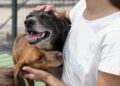 El CIMPA abre sus puertas con “Navidad entre Bigotes” para impulsar la adopción de animales
