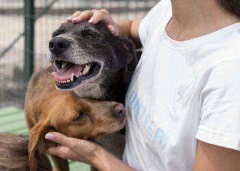 El CIMPA abre sus puertas con “Navidad entre Bigotes” para impulsar la adopción de animales