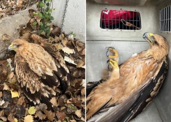 La Policía Municipal auxilia a un águila herida localizada en el entorno del Puente de la Salud