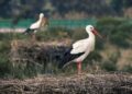 Confirmado un brote de gripe aviar en cigüeñas tras la muerte de más de 400 ejemplares en la Comunidad de Madrid