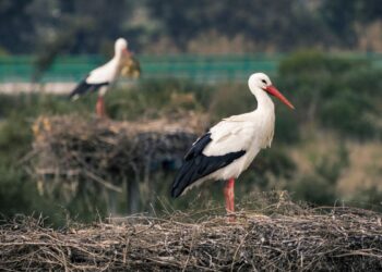 Confirmado un brote de gripe aviar en cigüeñas tras la muerte de más de 400 ejemplares en la Comunidad de Madrid
