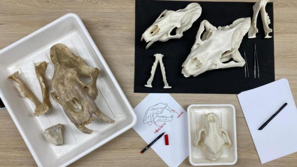 taller paleontologia museo arqueologico
