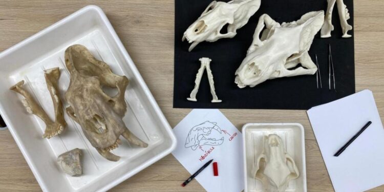 taller paleontologia museo arqueologico