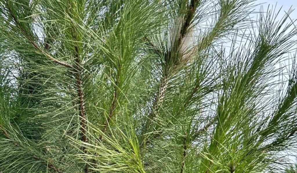 Procesionaria