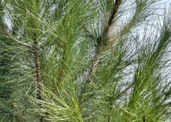 Vecinos de El Olivar y Las Sedas alertan de la aparición de nidos de procesionaria en zonas verdes del barrio