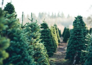 Qué hacer con el abeto de Navidad: por qué no debe replantarse en espacios naturales