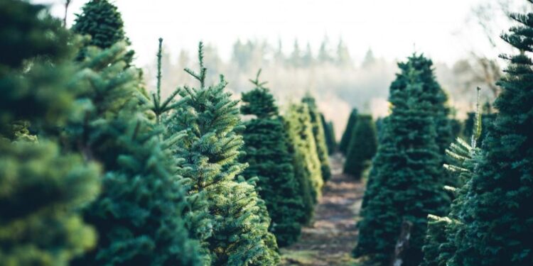 Qué hacer con el abeto de Navidad: por qué no debe replantarse en espacios naturales 1 Imagen: Comunidad de Madrid