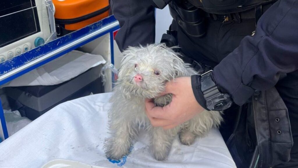 cachorro incendio
