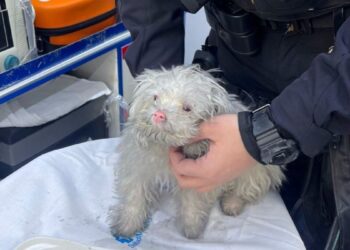 Un incendio en una vivienda de la calle Nuestra Señora del Pilar obliga a evacuar a un residente y rescatar a un cachorro