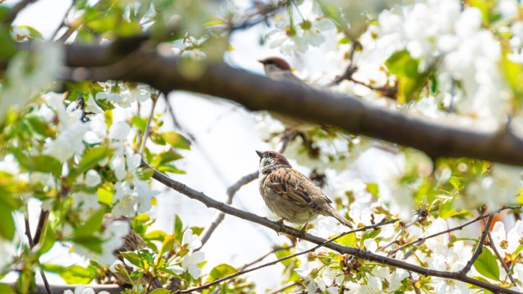 La Casita del Parque O’Donnell abre su programación ambiental con un taller sobre hábitats de animales para público infantil 1 gorriones arbol