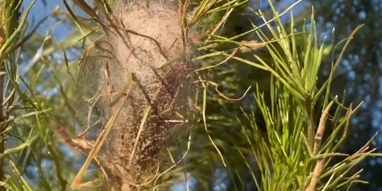 La oruga procesionaria aparece antes de lo habitual en El Olivar y activa la alerta vecinal 1 oruga procesionaria el olivar