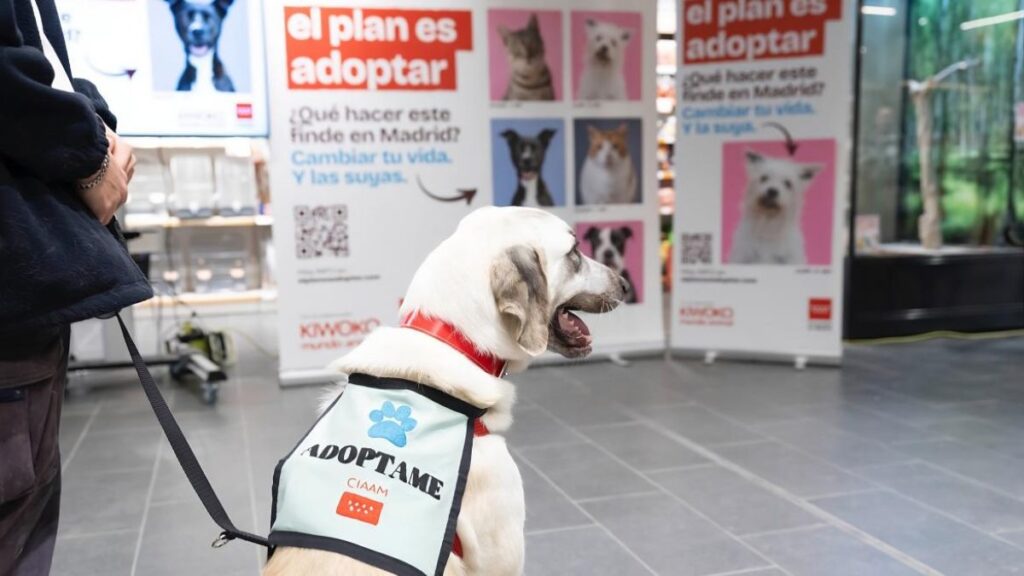 perro adopcion