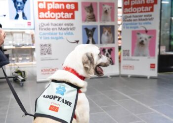 Las adopciones permiten dar hogar a nueve de cada diez perros abandonados en la región y reducen el abandono canino