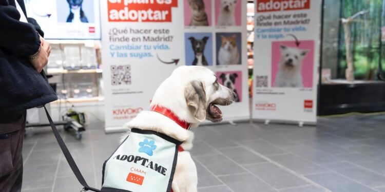 perro adopcion