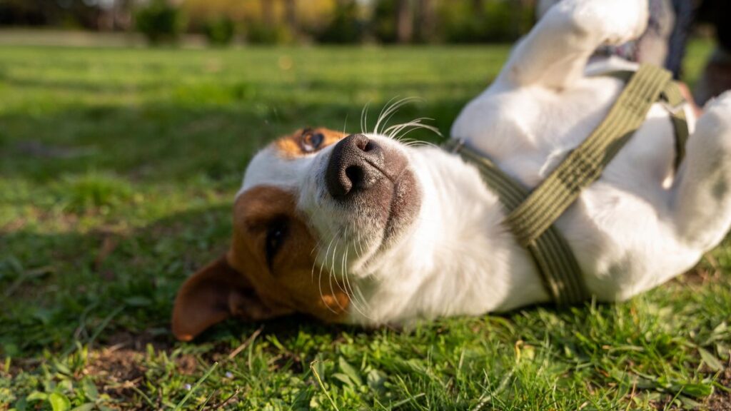 perro jugando