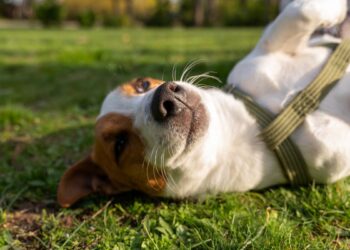 Alcalá refuerza el mensaje sobre la tenencia responsable de animales ante el aumento de nuevas adopciones