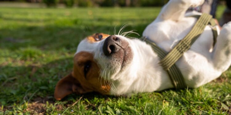 perro jugando
