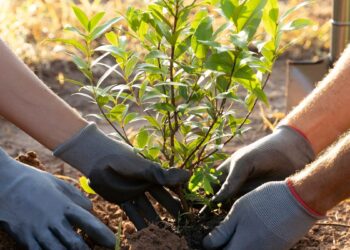 Las AMPAS de Alcalá se suman a una jornada de plantación de árboles en el Anillo Verde el 25 de enero