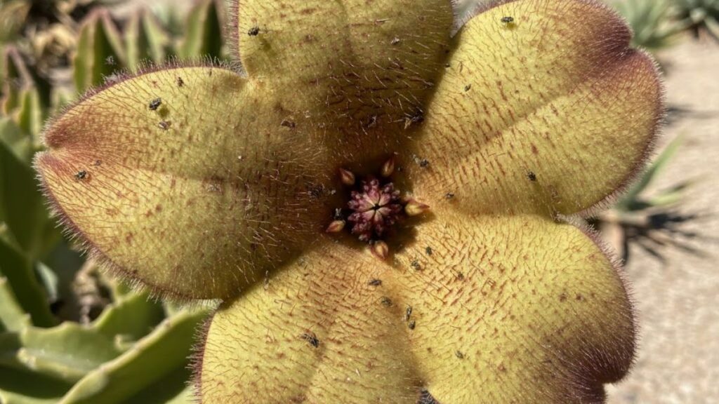 La flor que parece sacada de Stranger Things: la Stapelia gigantea, la planta cuya flor recuerda a un Demogorgon 1 stapelia gigantea