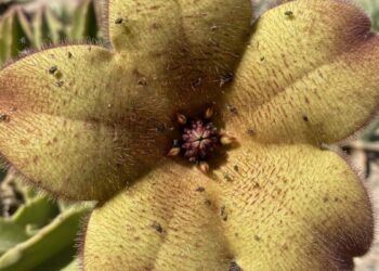 La flor que parece sacada de Stranger Things: la Stapelia gigantea, la planta cuya flor recuerda a un Demogorgon