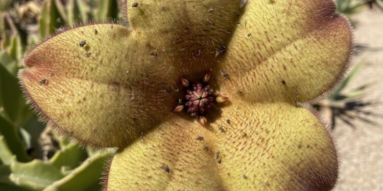 stapelia gigantea