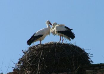 La Ruta ambiental de las Cigüeñas podrá disfrutarse este sábado para recorrer sus nidos desde el casco histórico
