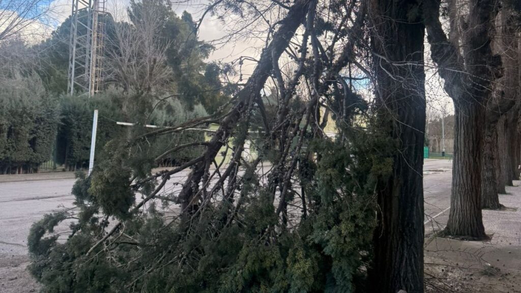 arbol caido ciudad deportiva el val