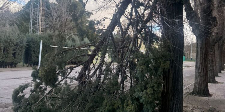 arbol caido ciudad deportiva el val