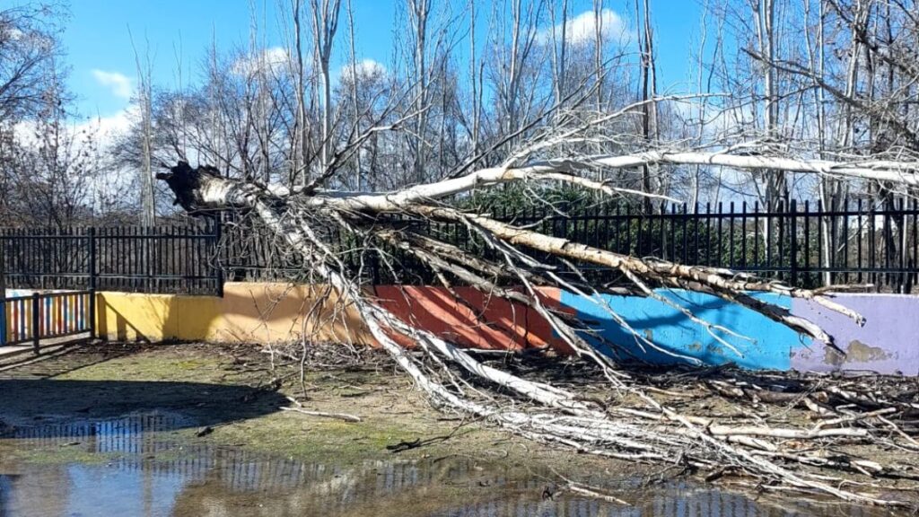 arbol caido pablo neruda