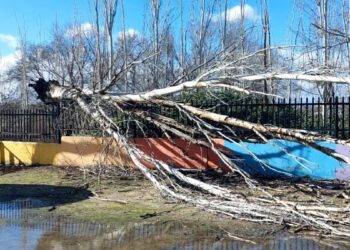 El viento de la borrasca Leonardo tumba un árbol junto al colegio Pablo Neruda y obliga a cerrar parques por precaución