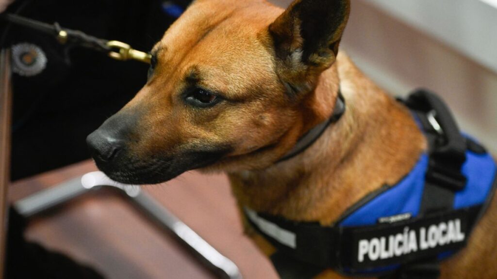 Alcalá pone en marcha su Unidad Canina en la Policía Local para reforzar controles y prevención en espacios públicos 1 policia canina