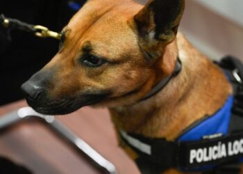 Alcalá pone en marcha su Unidad Canina en la Policía Local para reforzar controles y prevención en espacios públicos