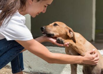 Alcalá lleva a los colegios una nueva edición de las jornadas sobre tenencia responsable de animales y fomento de la adopción