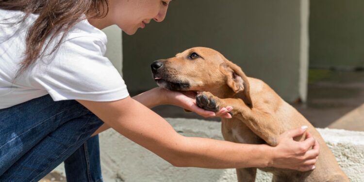 Alcalá lleva a los colegios una nueva edición de las jornadas sobre tenencia responsable de animales y fomento de la adopción 1 Fuente: Freepik