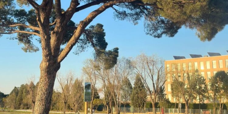 Fuente: RRSS AV Olivar